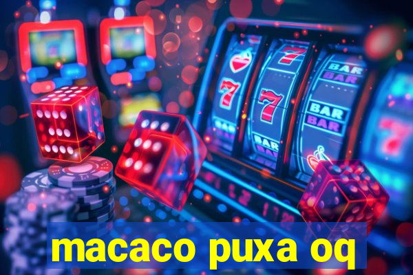 macaco puxa oq